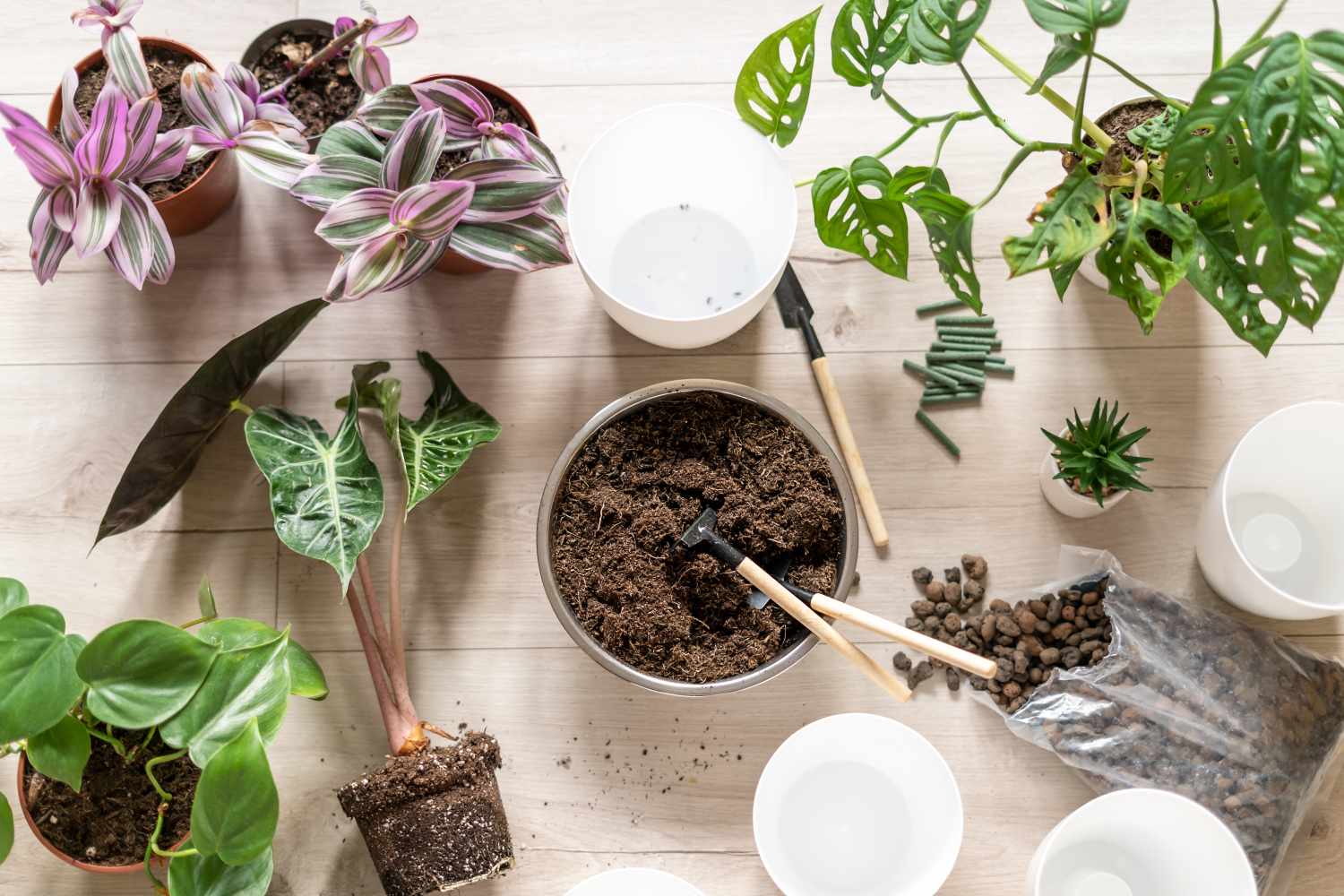 Yes, There Is a Right (and Wrong!) Time of Year to Repot Your Houseplants