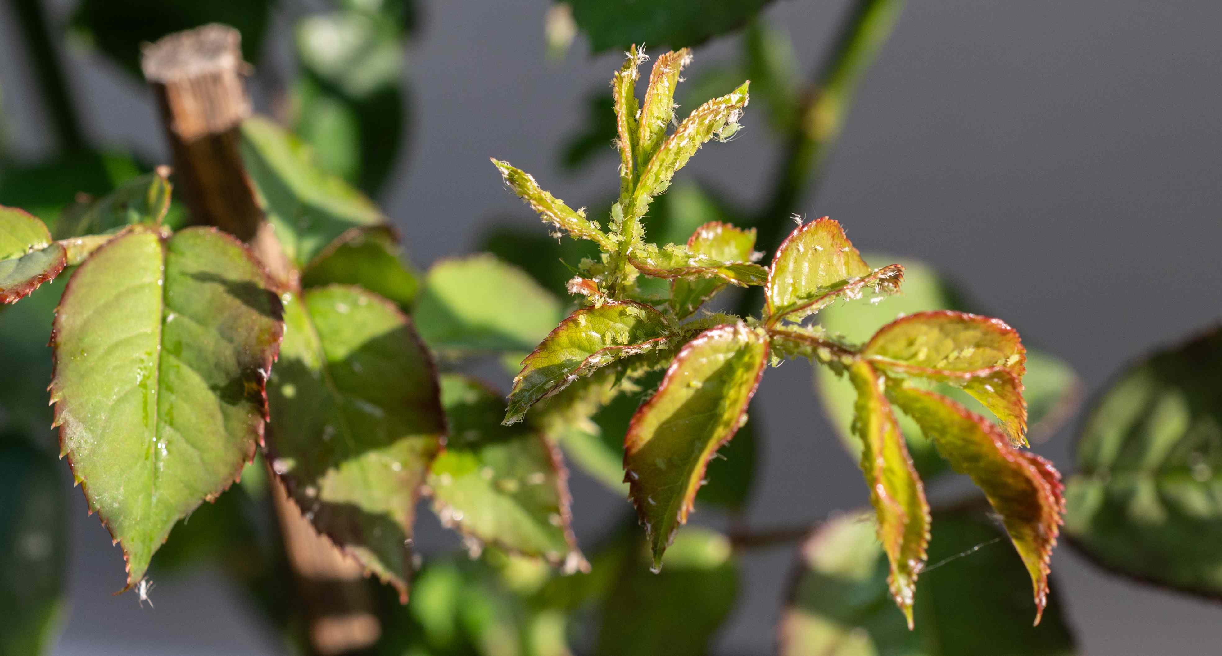 The One Thing You Should Do Right Now to Keep Aphids From Invading Your Garden Next Year