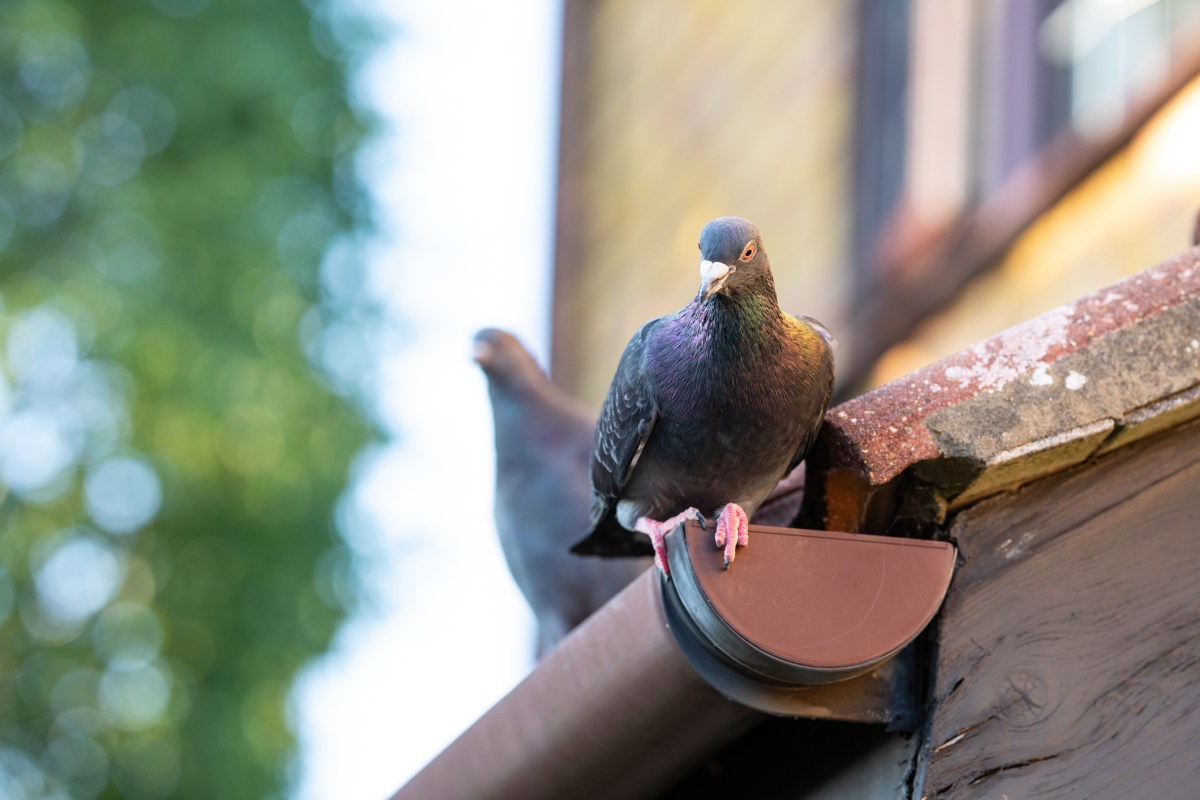 How to Keep Birds Out of Your Guttersand Why It’s a Must