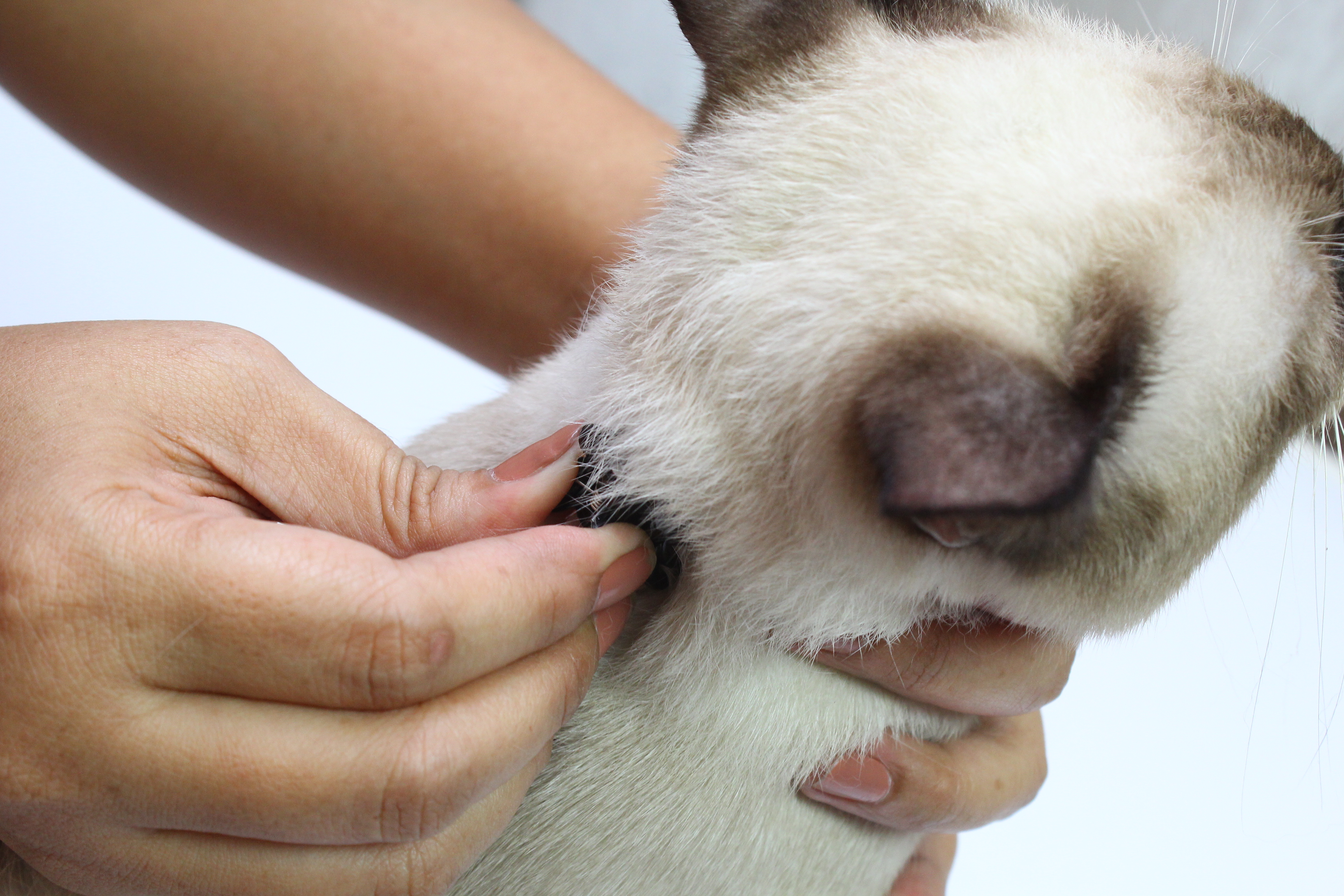 How to Hold a Cat by the Scruff: 15 Steps