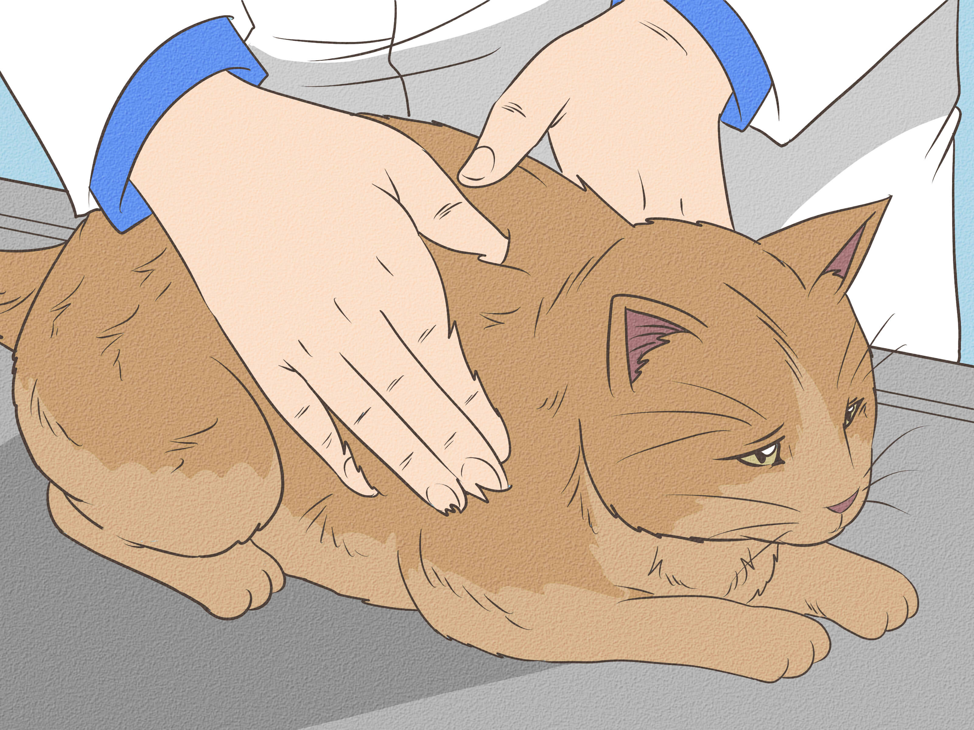 How to Shave a Matted Cat: 15 Steps