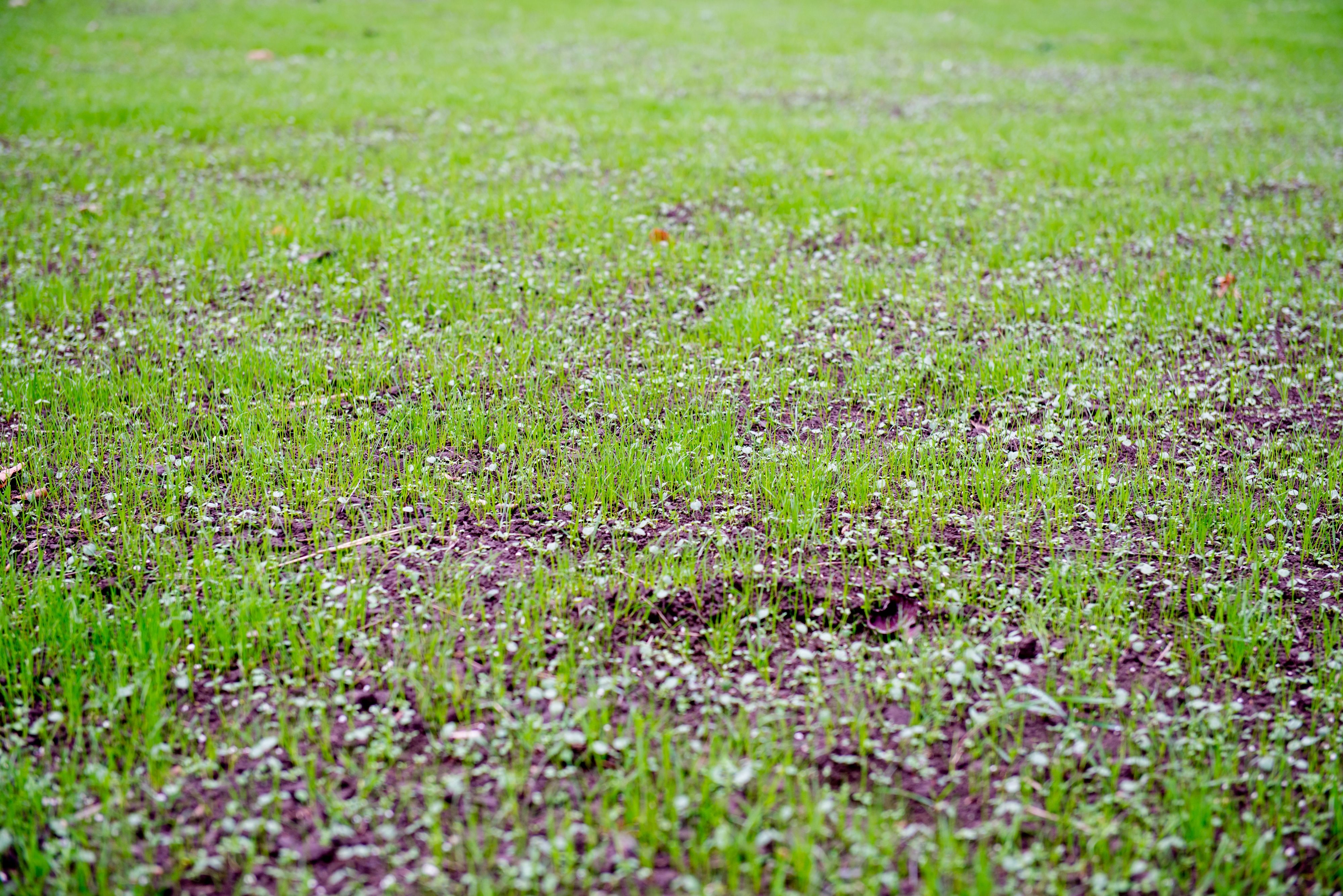 7 Tips for Dormant Seeding in Winter for a Lush Spring Lawn