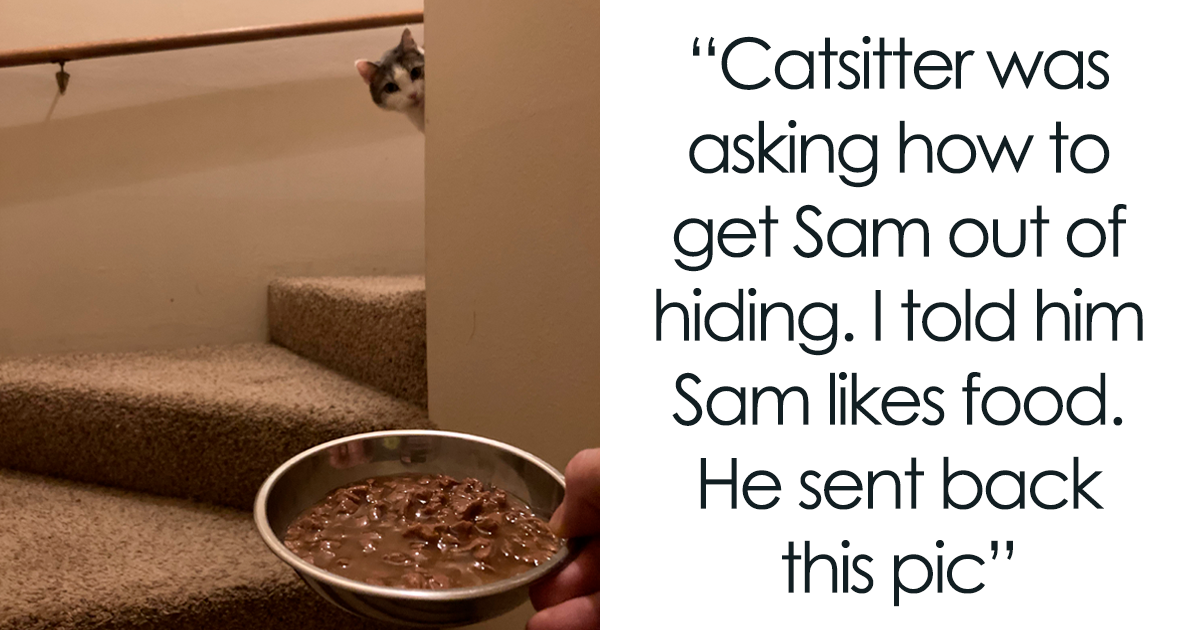 If You Can’t Think Of A Better Way To Spend Your Day Than Looking At Cat Memes, These 50 Pics Are For You