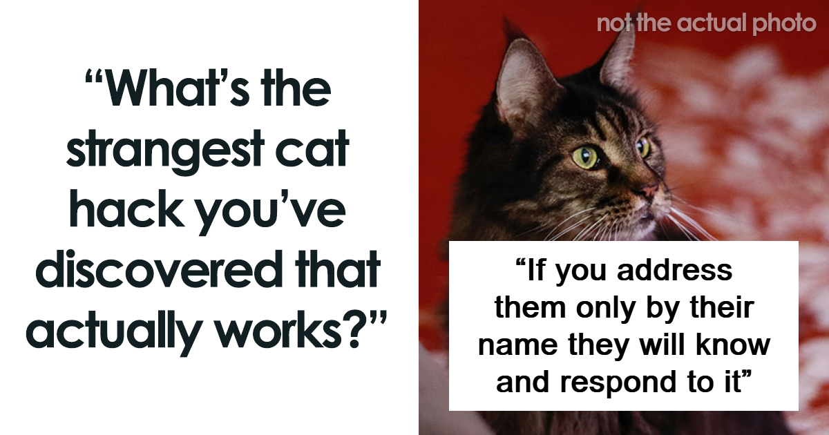 “They Underestimate Me”: 45 Owners Reveal Their Top Weirdest Cat Hacks