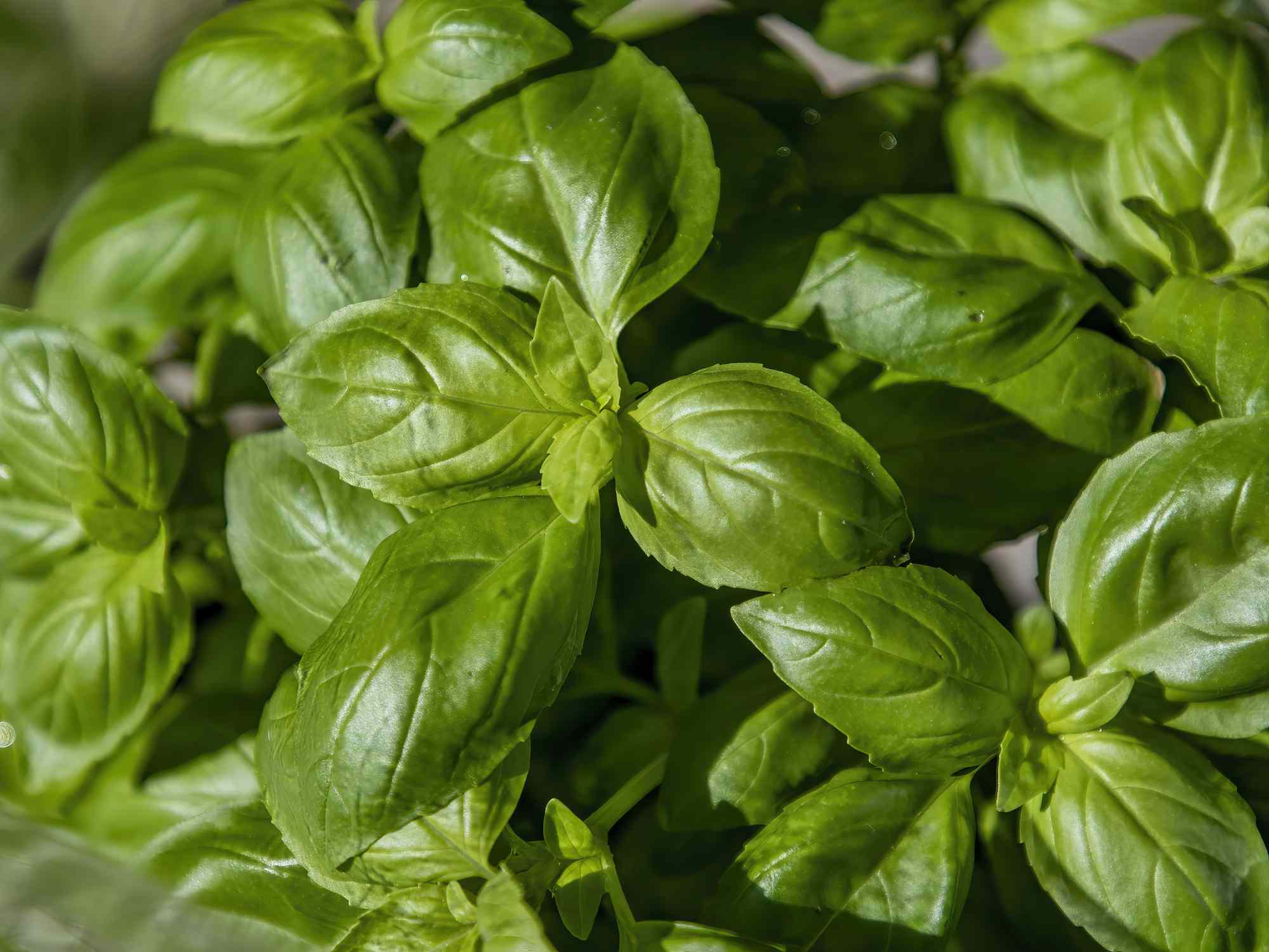 20 Basil Companion Plants to Boost Growth and Prevent Pests