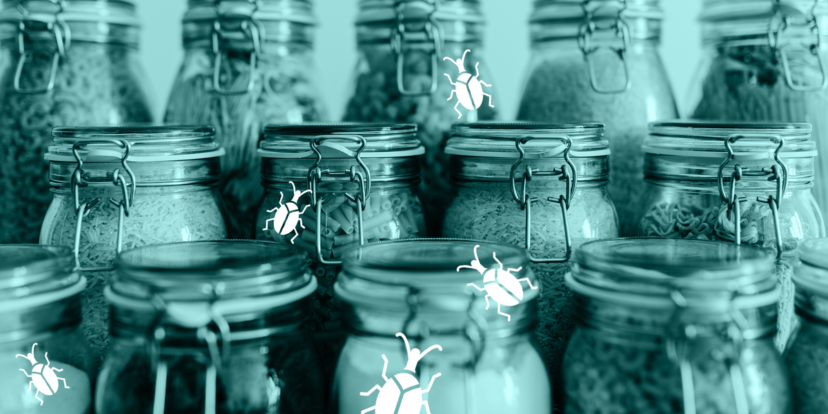 How to Get Rid of Weevils in Your Home, Pantry and Cupboards