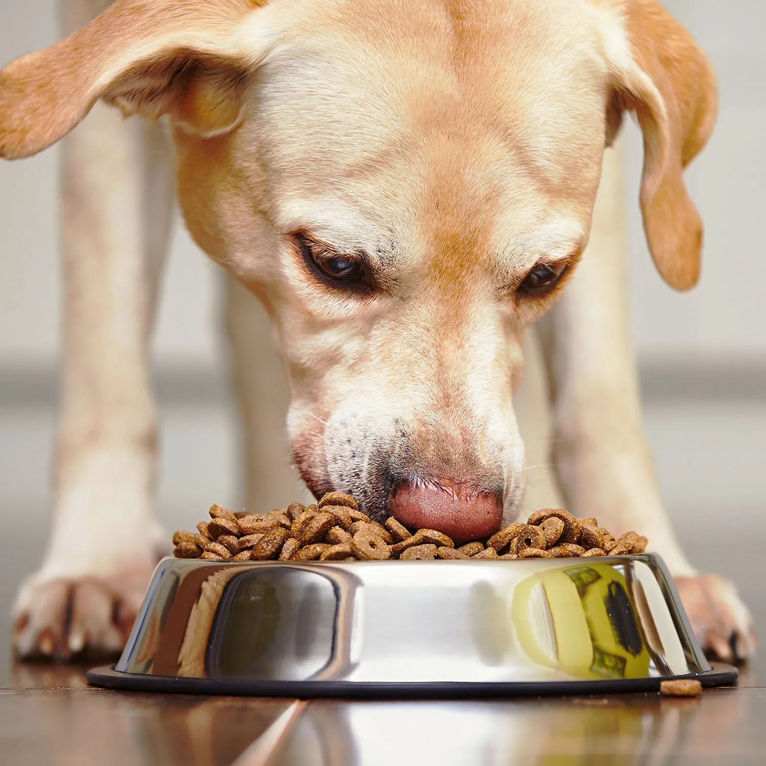 Healthy Dogs Guide: Diet and Nutrition Tips