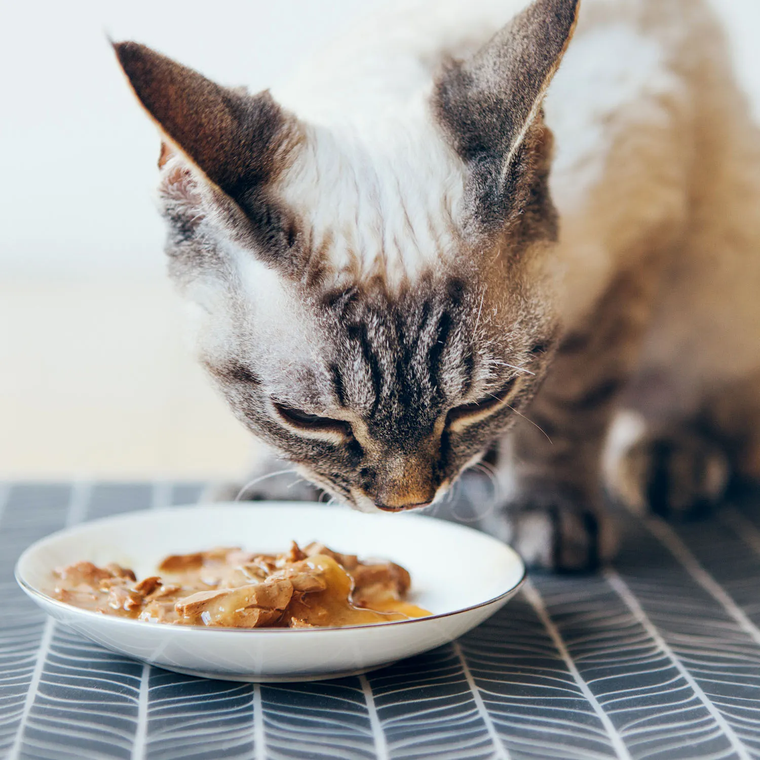 Healthy Cats Guide: Diet and Nutrition Tips